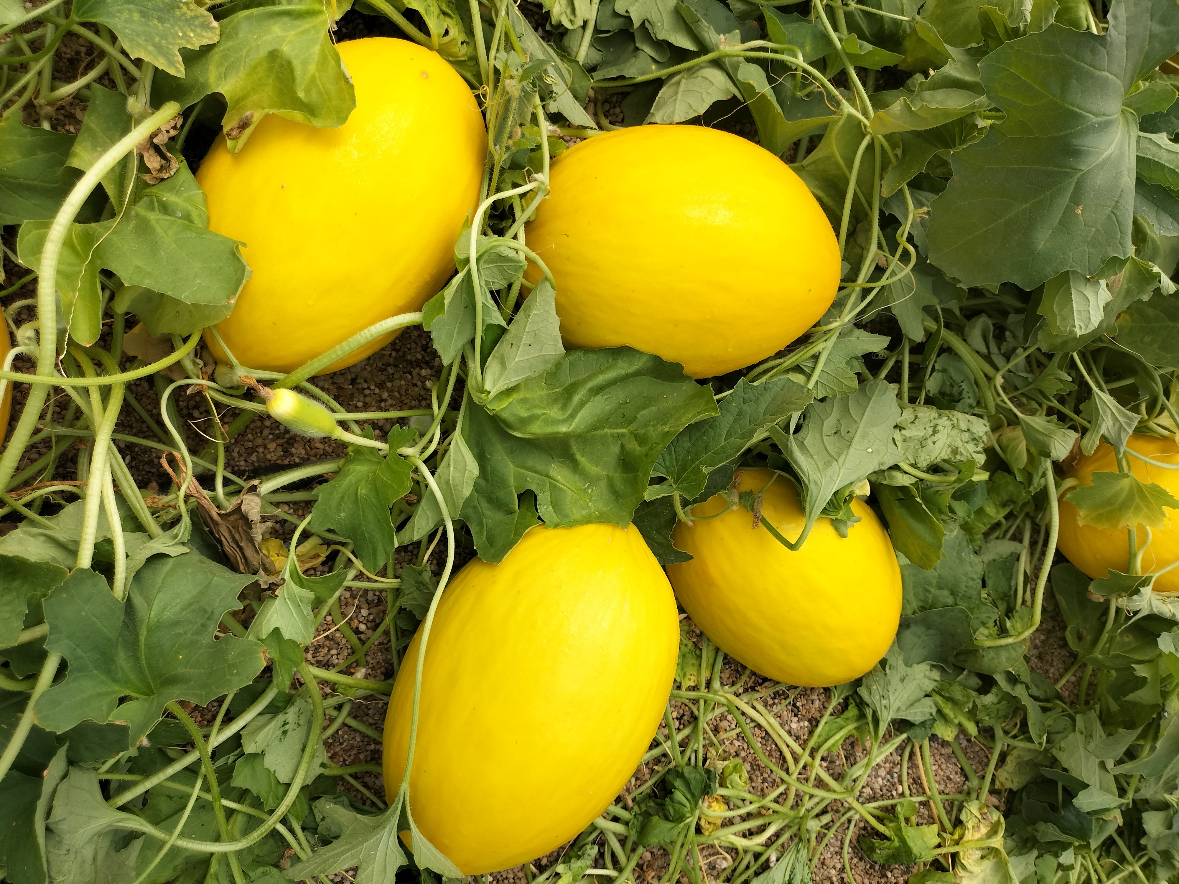 Semillas Fitó lanza Indurain en melón amarillo y Mojacar en galia