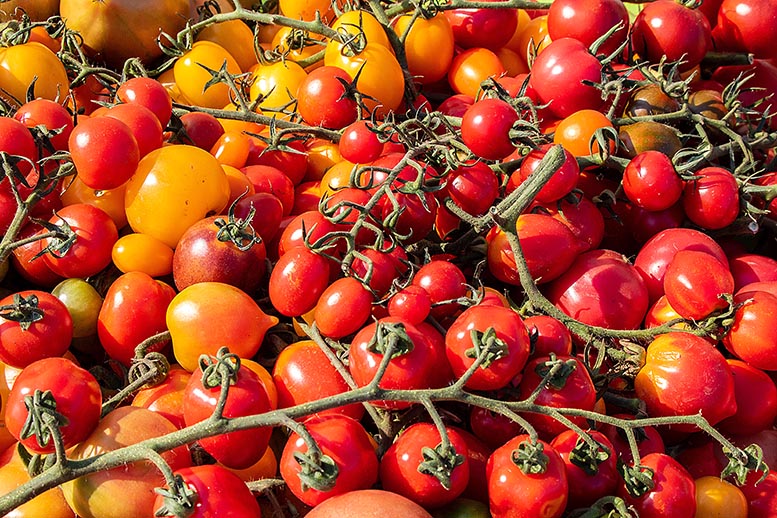 La producción de tomate en la UE descenderá este año un 3% width=