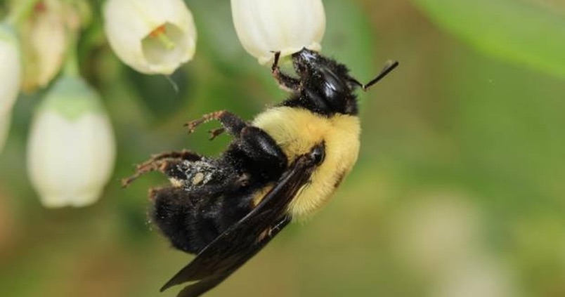 Bruselas prohibirá plaguicidas autorizados que afecten a las abejas width=