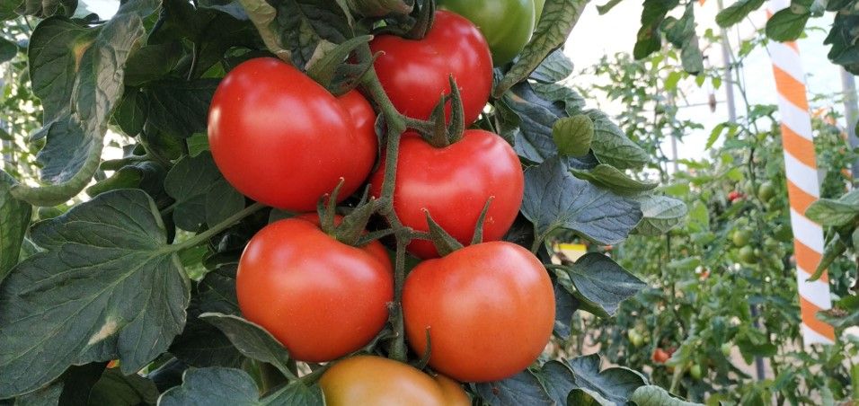 La importacin descontrolada de tomate de Marruecos amenaza la produccin comunitaria width=
