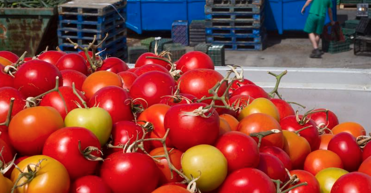 El tomate y el pimiento frenan su crecimiento para la prxima campaa hortcola width=