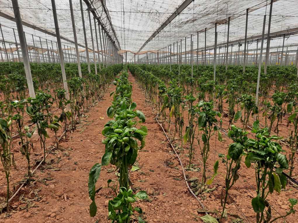 Gua para controlar el thrips parvispinus en los cultivos de pimiento de Almera