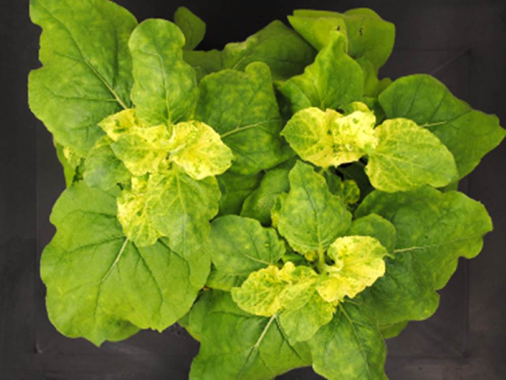 Investigadores crean un aerosol que inactiva genes en las plantas para evitar plagas width=