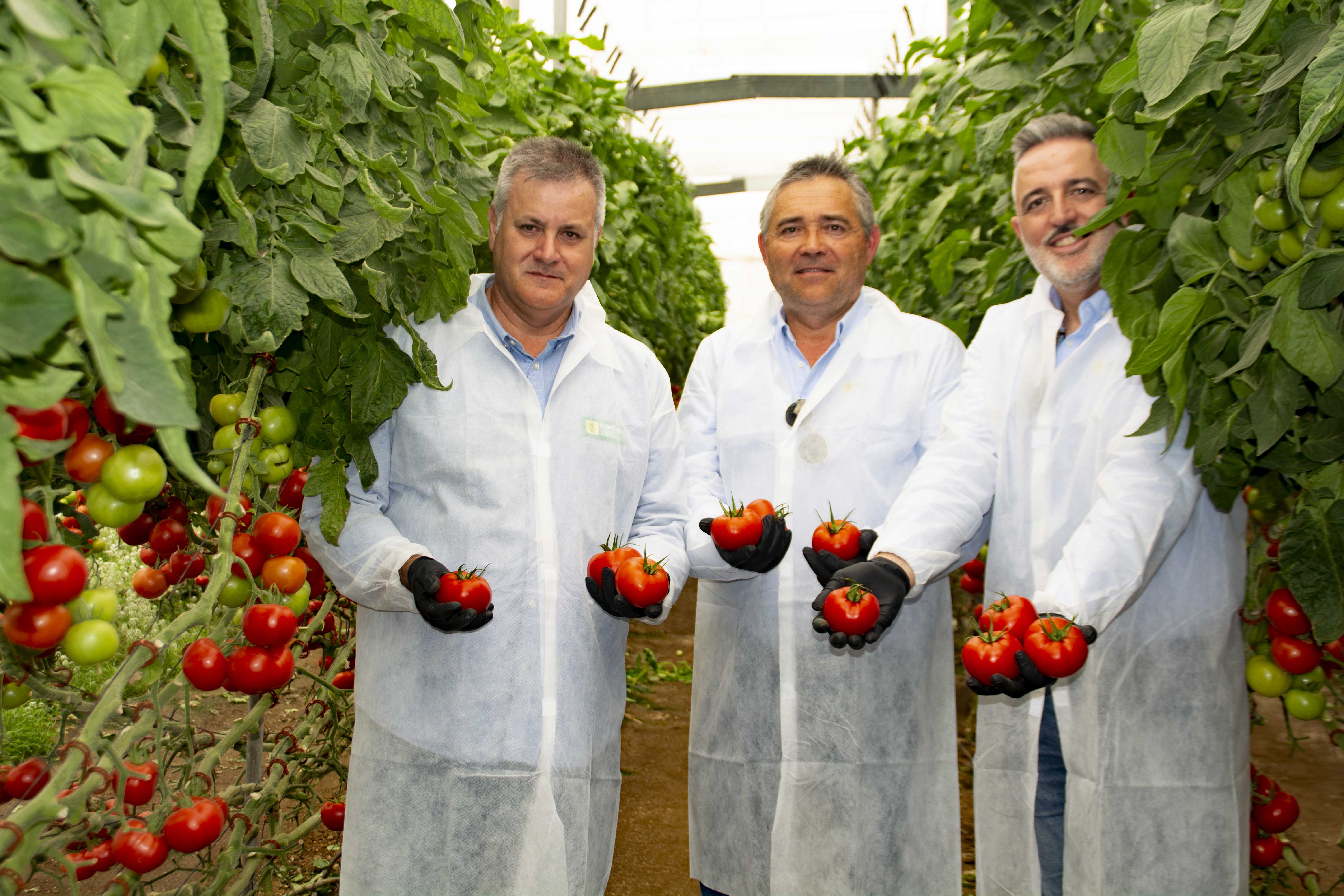 Yuksel Seeds lleva a Expolevante sus novedades en tomate frente al virus del rugoso