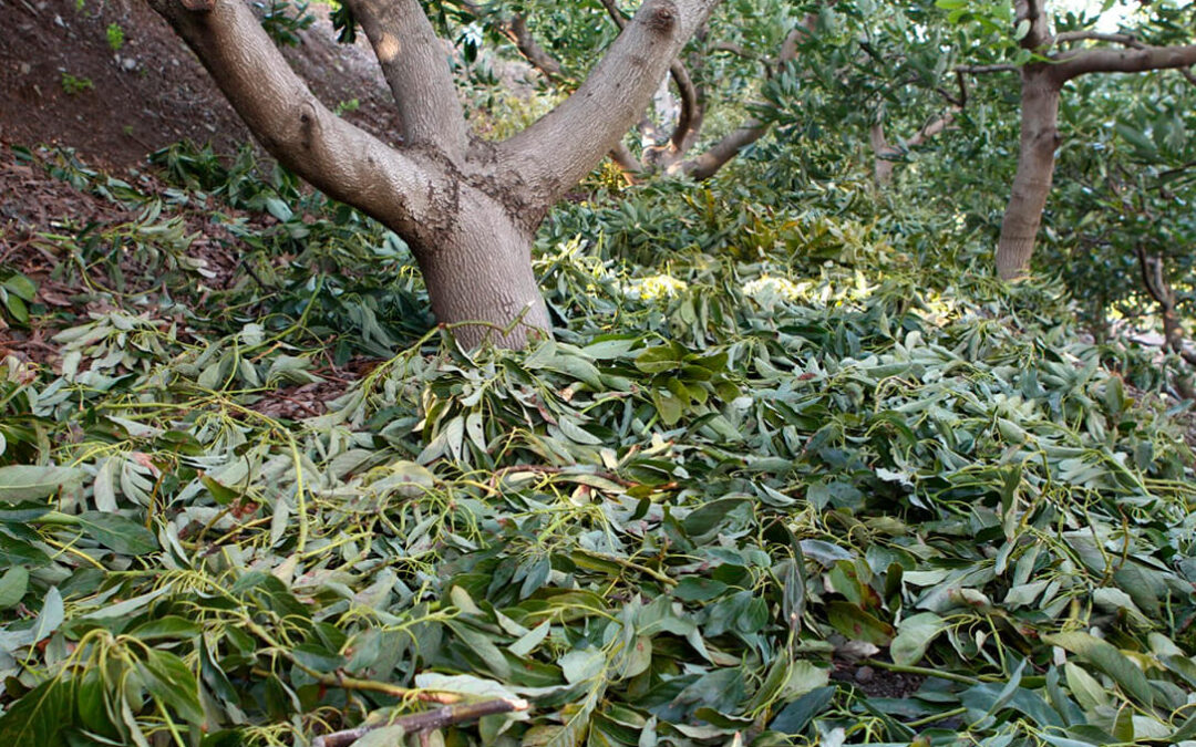 Emplean residuos de poda de aguacate para fabricar envases alimentarios ms sostenibles 