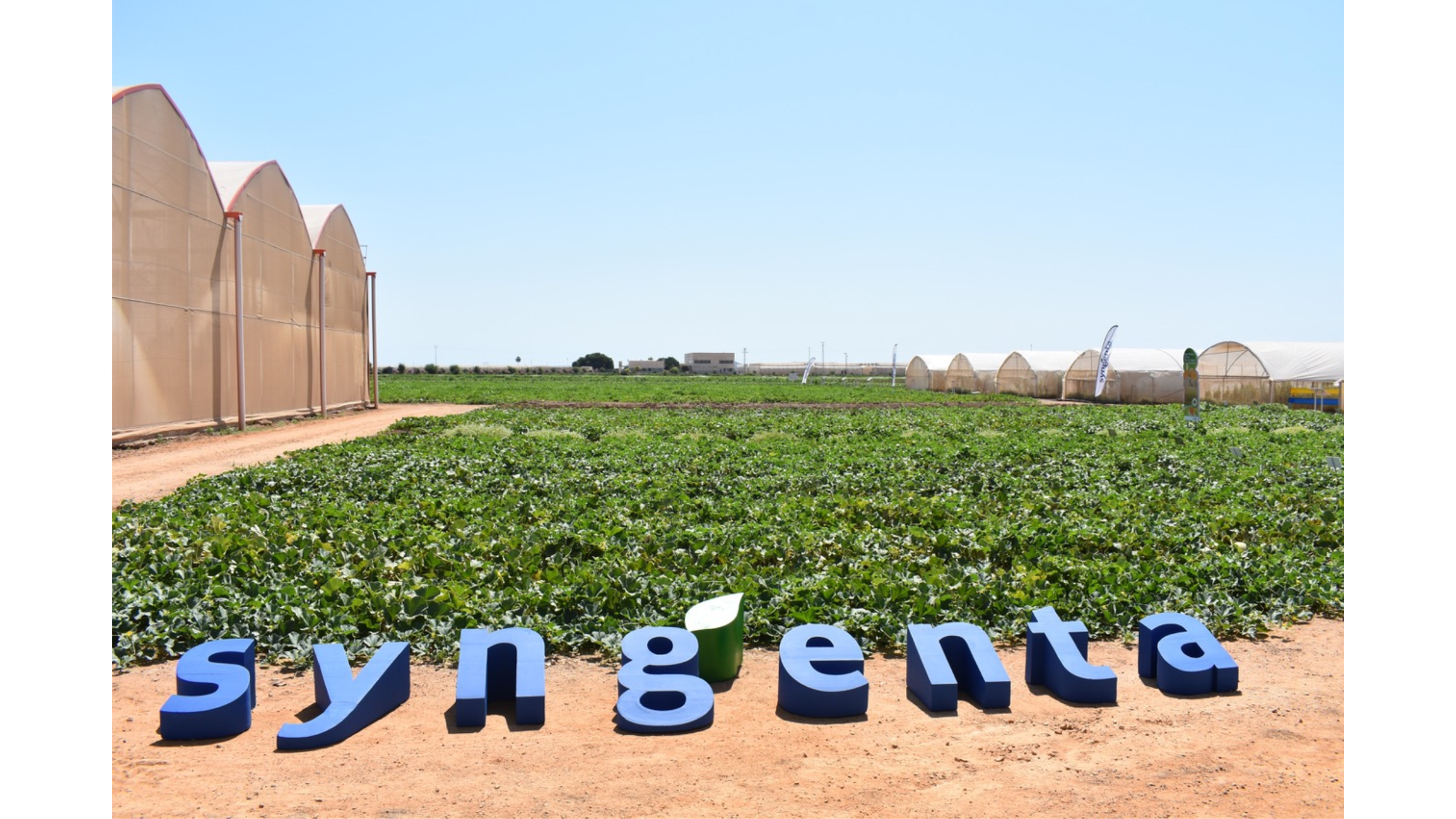 All You Need de Syngenta. Un escaparate de meln y sanda de primer nivel