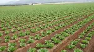 Varapalo para los agricultores y regantes de Almera. El Gobierno deniega un acuerdo clave