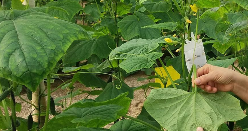 El Trips Parvispinus preocupa al sector del pimiento