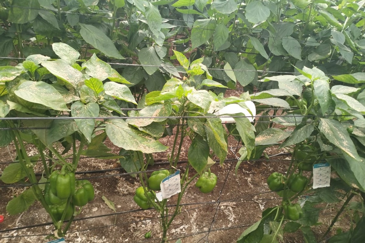 El Thrips parvispinus, amenaza creciente para el pimiento en Almera