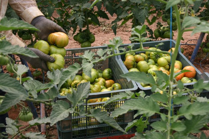 El Parlamento Europeo blinda los contratos por escrito en el campo