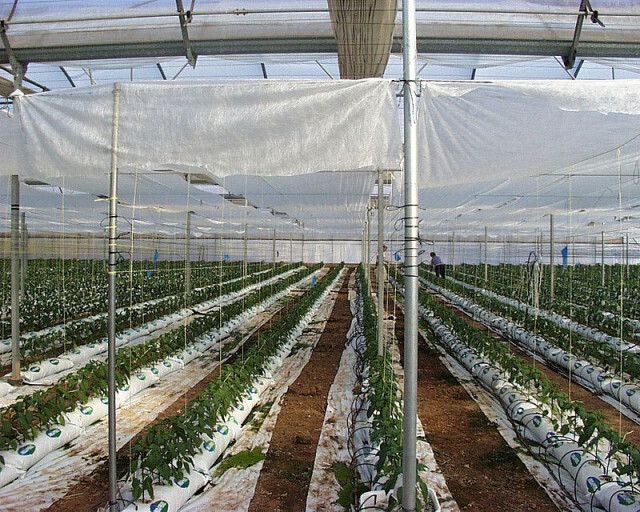 Almera incrementa del 30 al 70% las exportaciones de su produccin en invernadero