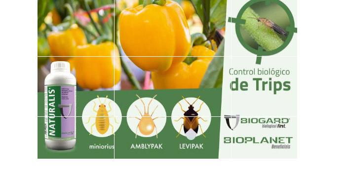 BIOGARD refuerza el control biolgico de Thrips parvispinus en pimiento