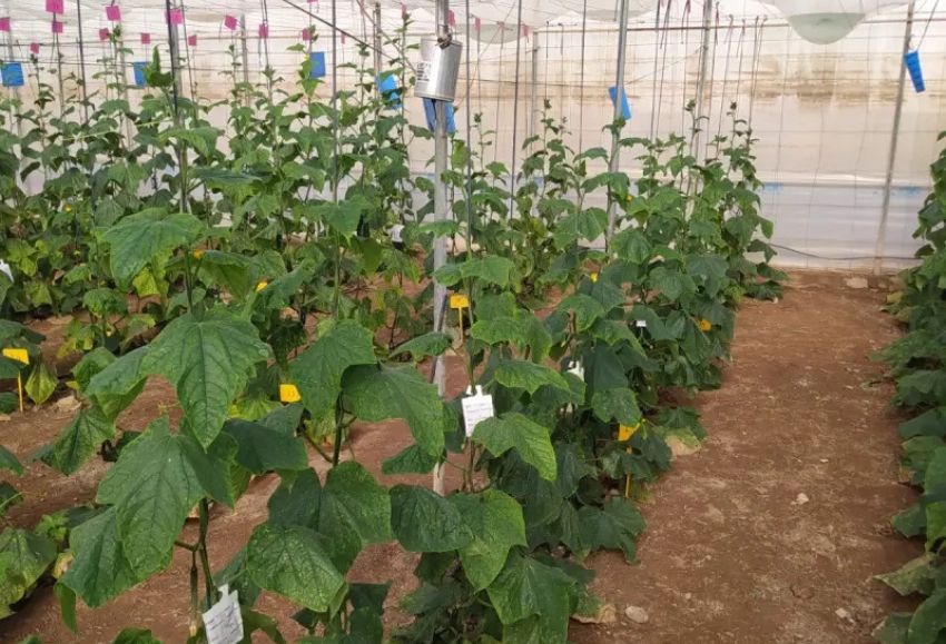 Los posos del caf mejoran la calidad de los pepinos