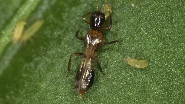 El IFAPA prueba con xito el control biolgico frente al parvispinus 