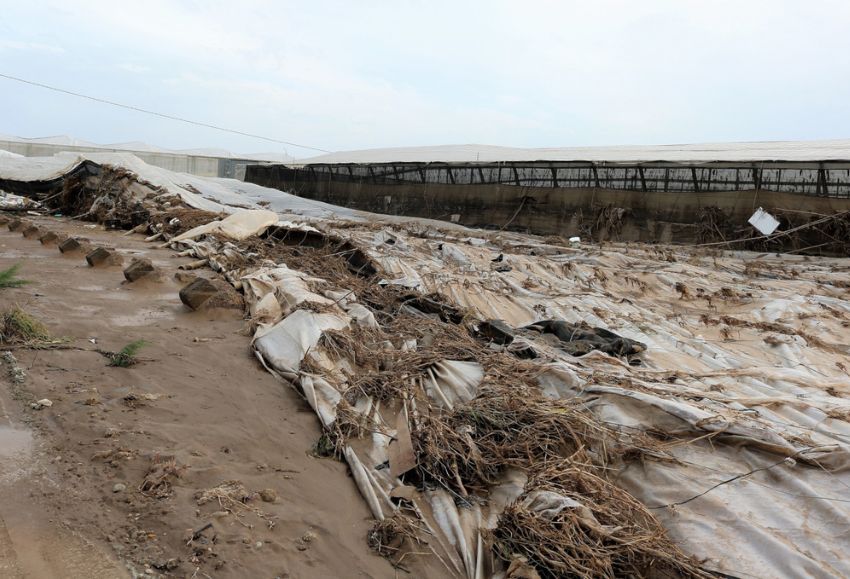 La Junta de Andaluca impulsa la contratacin de seguros agrarios 