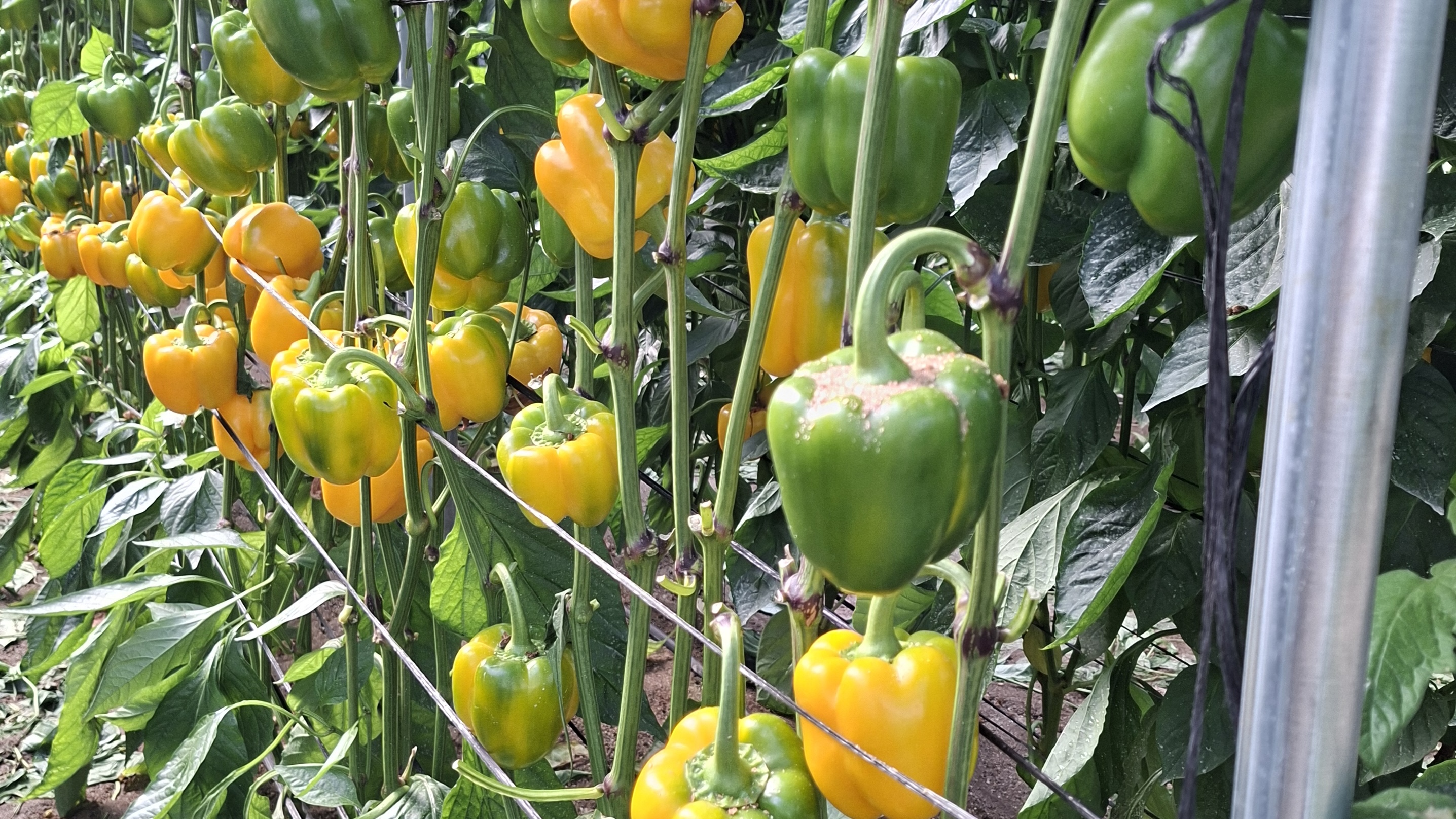 Semillas Fit� prepara dos nuevas variedades de pimiento California 