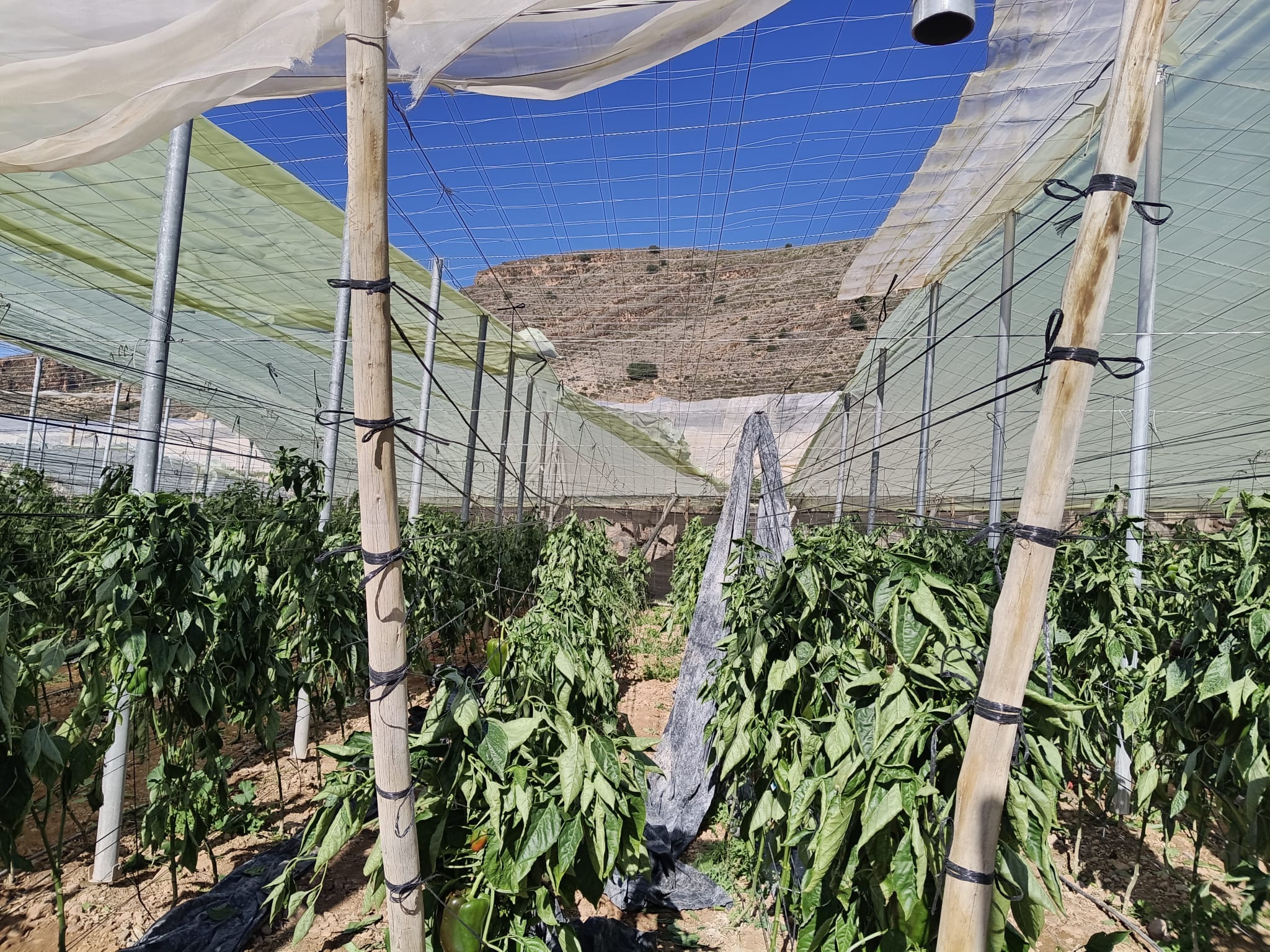 COAG Almer�a reclama que las medidas por los temporales prioricen a los afectados 