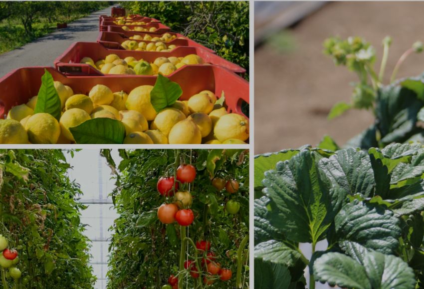 Ayudas sectoriales y revoluci�n digital protagonizar�n la Asamblea de AREFLH en Almer�a