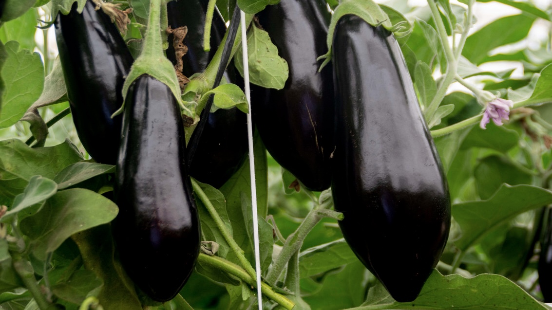Zuzana, la berenjena que no se viene abajo cuando el invierno aprieta
