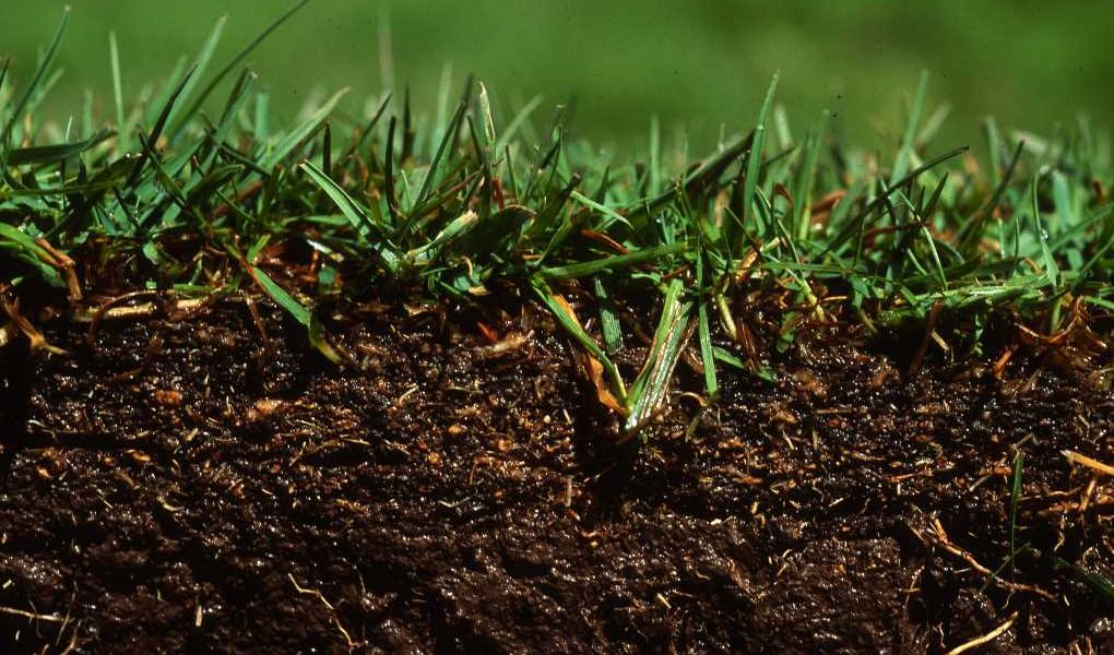Los virus y su relaci�n con el clima y la fertilidad del suelo