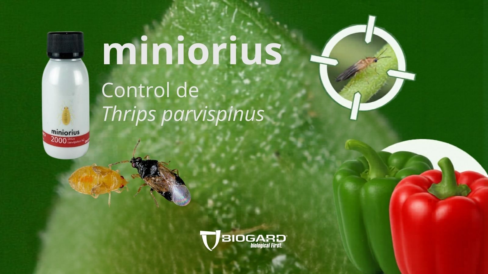 Thrips�parvispinus�en pimiento La importancia de anticiparse