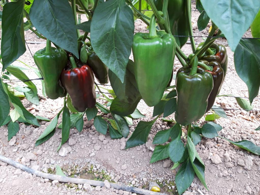 Asaja pide arrancar la campa�a hort�cola con un plan preventivo frente al Thrips parvispinus