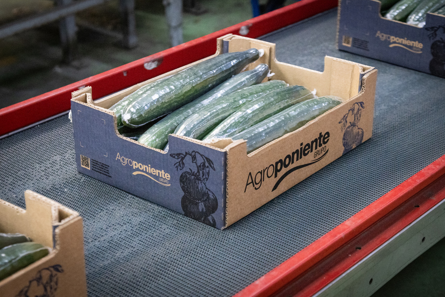 Grupo Agroponiente alcanza un nuevo hito. Supera los 500 millones de euros de facturaci�n reforzando su dimensi�n multinacional