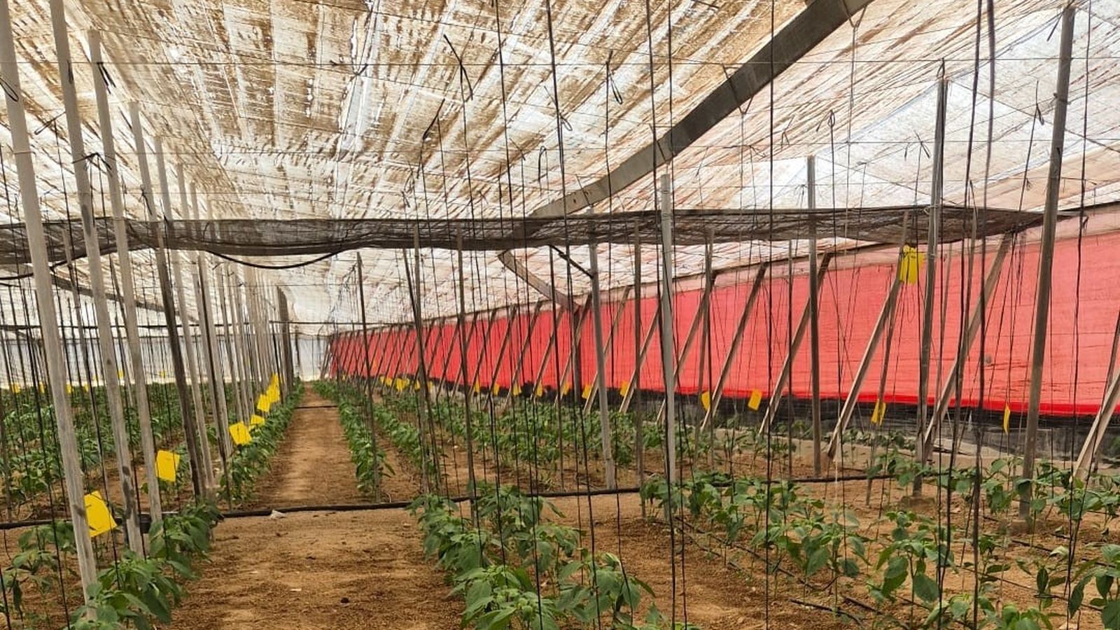 Los invernaderos de Almer�a incorporan mallas rojas para reforzar la defensa frente al trips