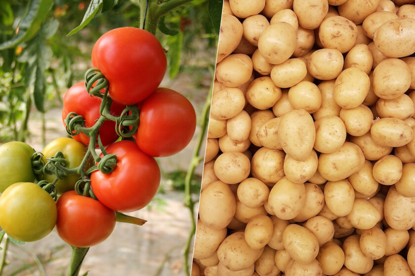 Un proyecto europeo impulsa sensores de suelo para anticipar bacterias en tomate y patata