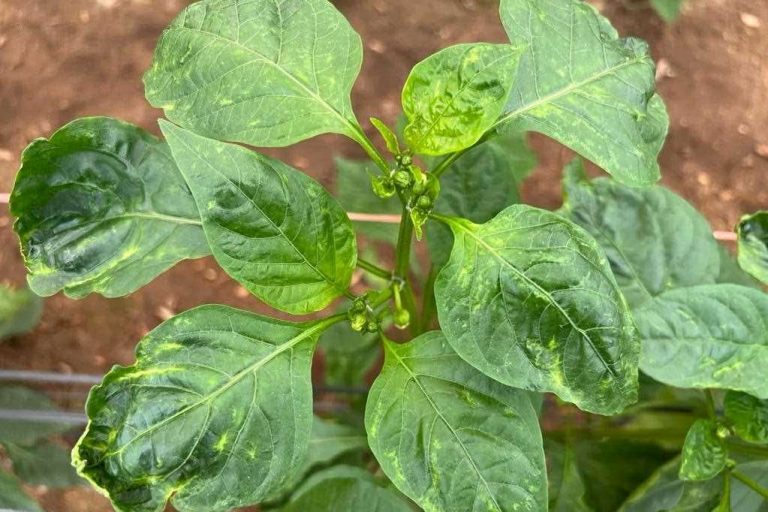 ASAJA Almer�a aconseja acreditar con pruebas los da�os por plagas antes de retirar un cultivo