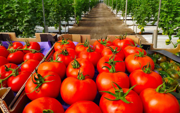 El campo almeriense reclama a Bruselas reglas iguales en el pacto agr�cola con Marruecos