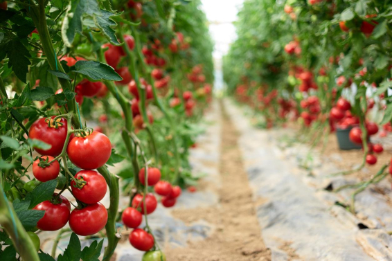 El tomate europeo estrecha sus m�rgenes por los costes y la presi�n de Marruecos