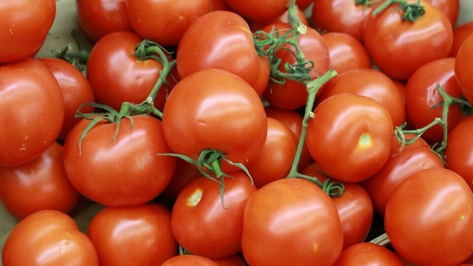 La falta de riego amenaza el arranque de la campa�a de tomate en  Almer�a